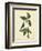 Catesby Bird & Botanical IV-Mark Catesby-Framed Premium Giclee Print