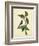 Catesby Bird & Botanical IV-Mark Catesby-Framed Art Print