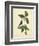 Catesby Bird & Botanical IV-Mark Catesby-Framed Art Print