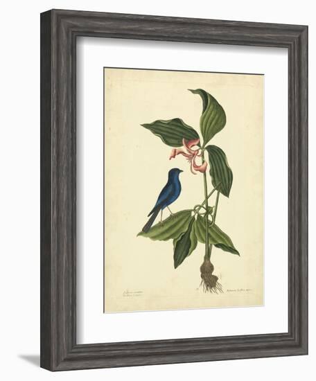 Catesby Bird & Botanical IV-Mark Catesby-Framed Art Print