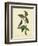 Catesby Bird & Botanical IV-Mark Catesby-Framed Art Print