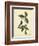 Catesby Bird & Botanical IV-Mark Catesby-Framed Art Print