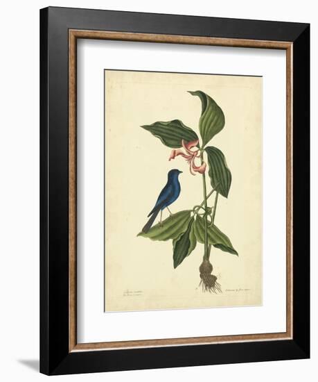 Catesby Bird & Botanical IV-Mark Catesby-Framed Art Print