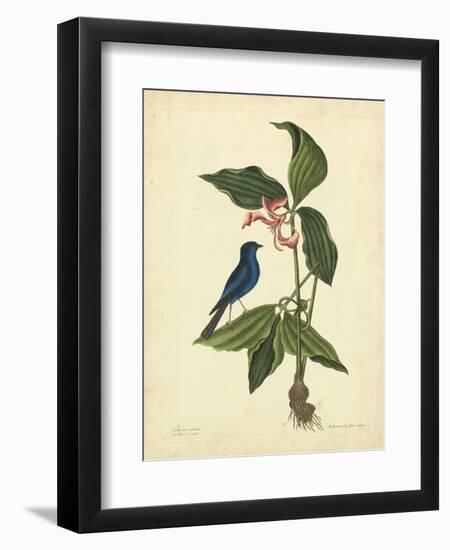 Catesby Bird & Botanical IV-Mark Catesby-Framed Art Print