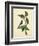 Catesby Bird & Botanical IV-Mark Catesby-Framed Art Print