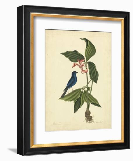 Catesby Bird & Botanical IV-Mark Catesby-Framed Art Print