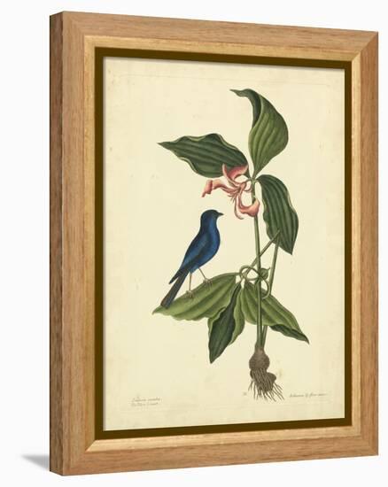 Catesby Bird & Botanical IV-Mark Catesby-Framed Stretched Canvas