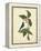 Catesby Bird & Botanical IV-Mark Catesby-Framed Stretched Canvas