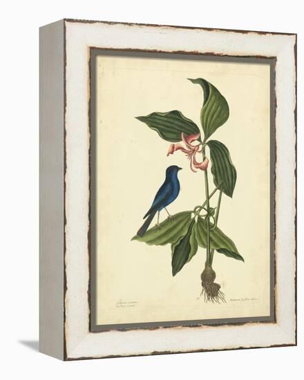 Catesby Bird & Botanical IV-Mark Catesby-Framed Stretched Canvas