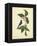 Catesby Bird & Botanical IV-Mark Catesby-Framed Stretched Canvas