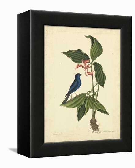 Catesby Bird & Botanical IV-Mark Catesby-Framed Stretched Canvas