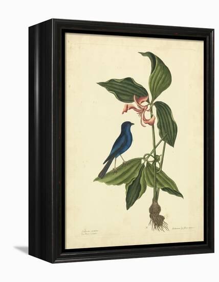 Catesby Bird & Botanical IV-Mark Catesby-Framed Stretched Canvas