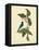 Catesby Bird & Botanical IV-Mark Catesby-Framed Stretched Canvas