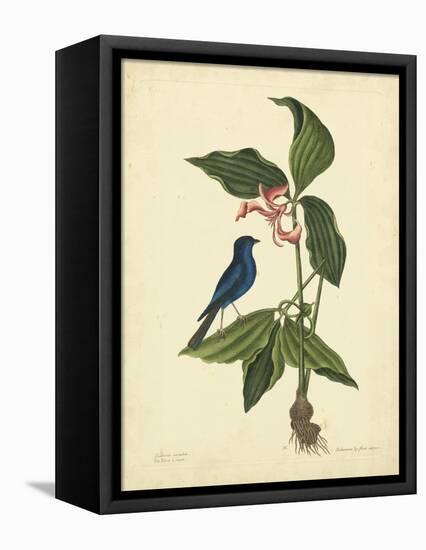 Catesby Bird & Botanical IV-Mark Catesby-Framed Stretched Canvas