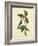 Catesby Bird & Botanical IV-Mark Catesby-Framed Art Print