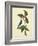 Catesby Bird & Botanical IV-Mark Catesby-Framed Art Print