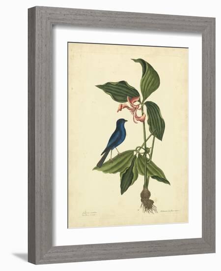 Catesby Bird & Botanical IV-Mark Catesby-Framed Art Print