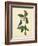 Catesby Bird & Botanical IV-Mark Catesby-Framed Art Print