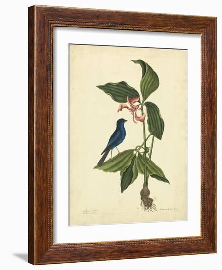 Catesby Bird & Botanical IV-Mark Catesby-Framed Art Print