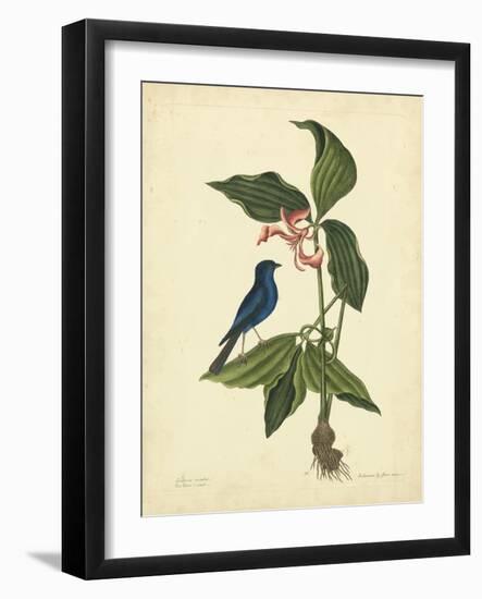 Catesby Bird & Botanical IV-Mark Catesby-Framed Art Print