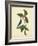 Catesby Bird & Botanical IV-Mark Catesby-Framed Art Print