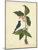 Catesby Bird & Botanical IV-Mark Catesby-Mounted Art Print