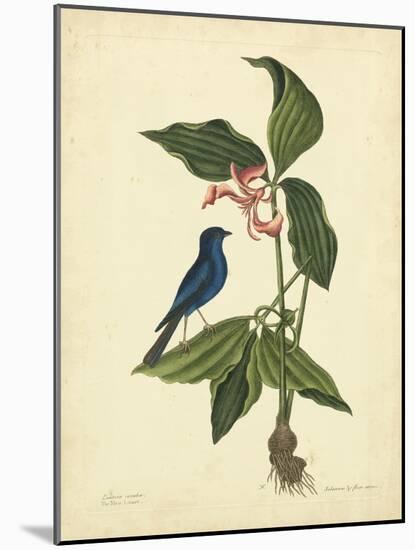 Catesby Bird & Botanical IV-Mark Catesby-Mounted Art Print