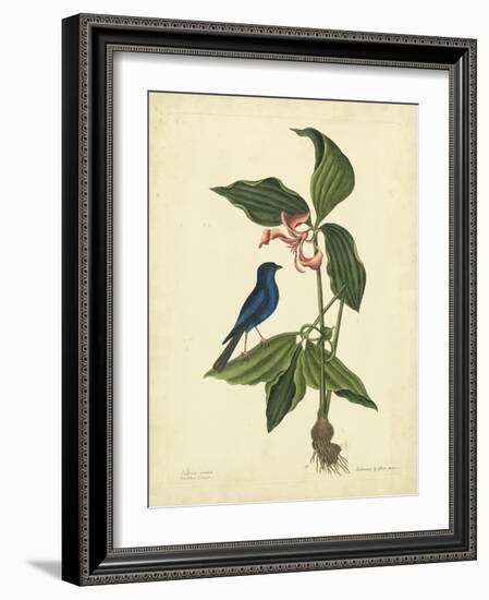 Catesby Bird & Botanical IV-Mark Catesby-Framed Art Print