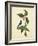 Catesby Bird & Botanical IV-Mark Catesby-Framed Art Print