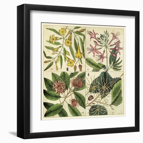 Catesby Botanical Quadrant I-Mark Catesby-Framed Art Print