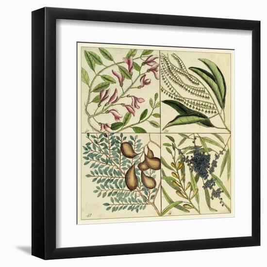 Catesby Botanical Quadrant IV-Mark Catesby-Framed Art Print