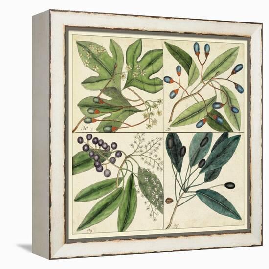 Catesby Leaf Quadrant I-Mark Catesby-Framed Stretched Canvas