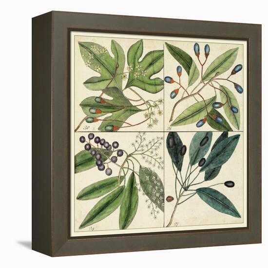 Catesby Leaf Quadrant I-Mark Catesby-Framed Stretched Canvas