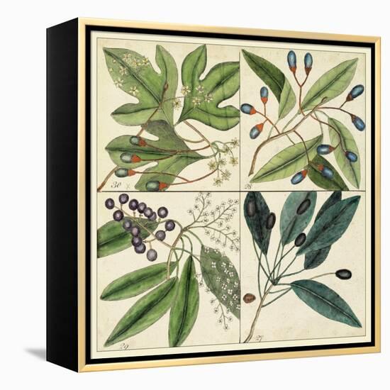 Catesby Leaf Quadrant I-Mark Catesby-Framed Stretched Canvas