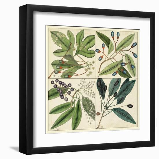 Catesby Leaf Quadrant I-Mark Catesby-Framed Art Print