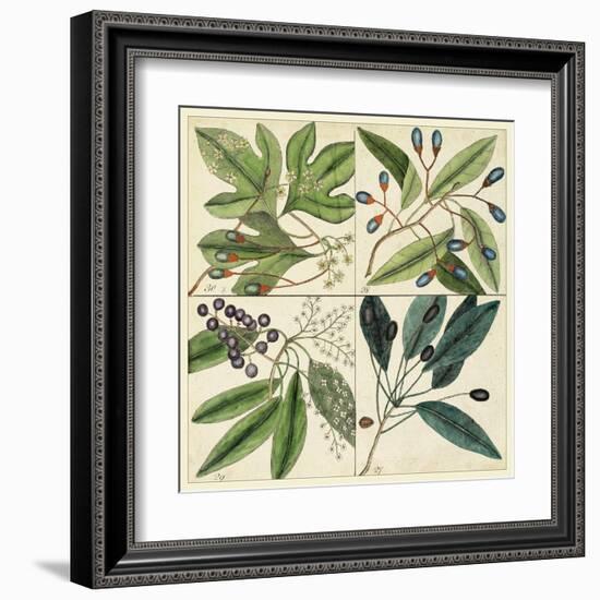 Catesby Leaf Quadrant I-Mark Catesby-Framed Art Print