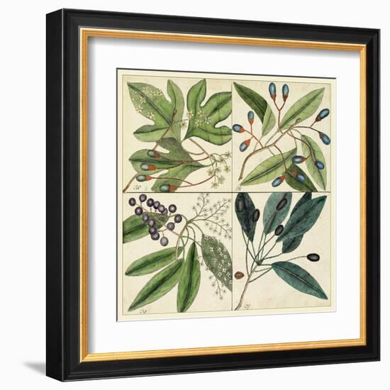 Catesby Leaf Quadrant I-Mark Catesby-Framed Art Print