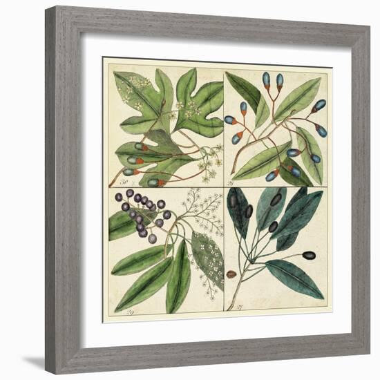 Catesby Leaf Quadrant I-Mark Catesby-Framed Art Print