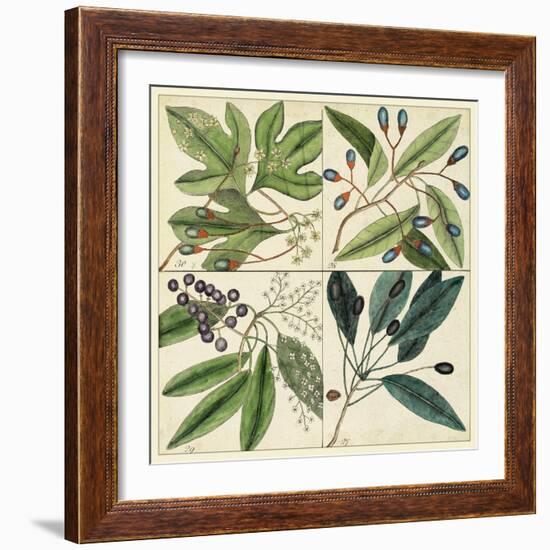 Catesby Leaf Quadrant I-Mark Catesby-Framed Art Print