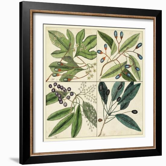 Catesby Leaf Quadrant I-Mark Catesby-Framed Art Print