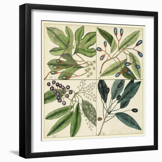 Catesby Leaf Quadrant I-Mark Catesby-Framed Art Print