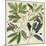 Catesby Leaf Quadrant I-Mark Catesby-Mounted Art Print