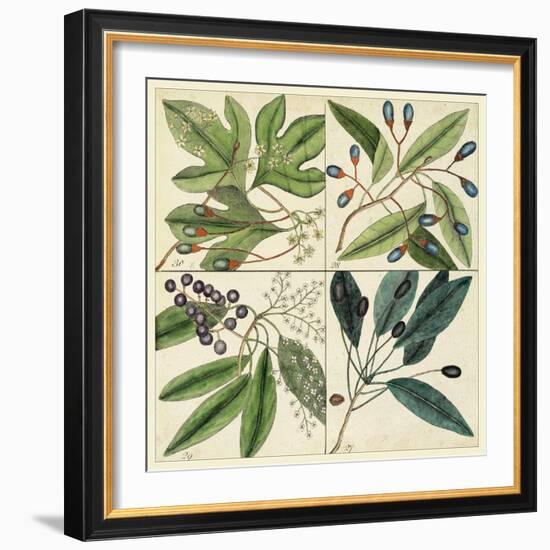 Catesby Leaf Quadrant I-Mark Catesby-Framed Art Print