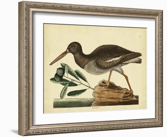 Catesby The Oyster Catcher, Pl. T85-Mark Catesby-Framed Art Print