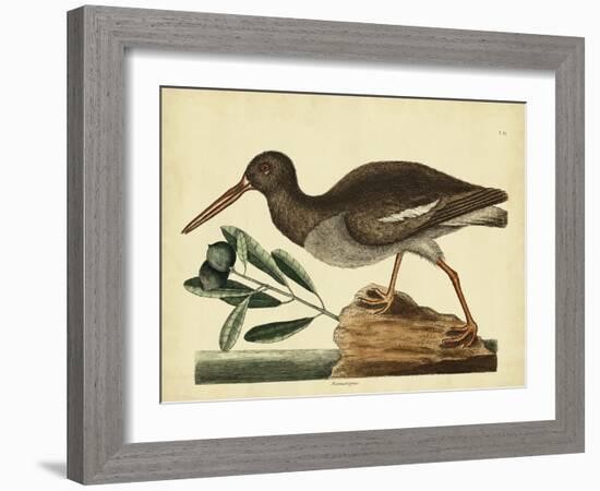 Catesby The Oyster Catcher, Pl. T85-Mark Catesby-Framed Art Print