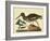 Catesby The Oyster Catcher, Pl. T85-Mark Catesby-Framed Art Print