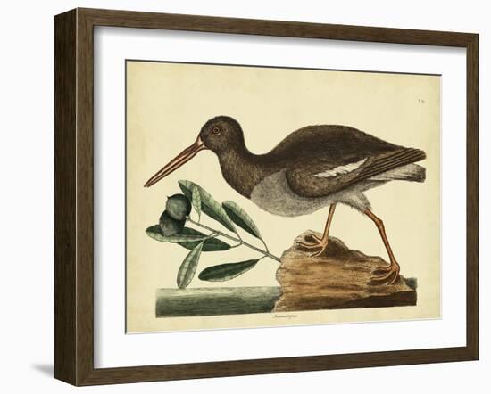 Catesby The Oyster Catcher, Pl. T85-Mark Catesby-Framed Art Print