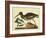 Catesby The Oyster Catcher, Pl. T85-Mark Catesby-Framed Art Print