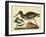 Catesby The Oyster Catcher, Pl. T85-Mark Catesby-Framed Art Print