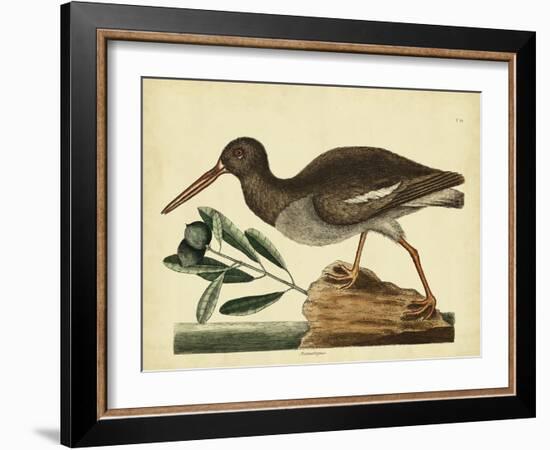 Catesby The Oyster Catcher, Pl. T85-Mark Catesby-Framed Art Print